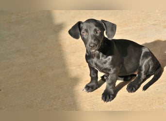 Darf Imani bei dir zu einer glücklichen Hündin heranwachsen?