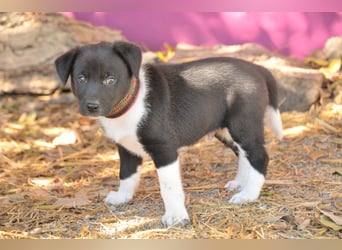 Darf Lele dein Herzenshund werden?