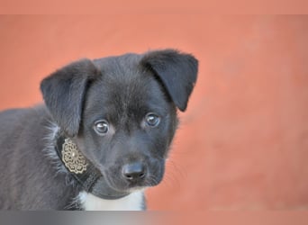 Darf Lele dein Herzenshund werden?