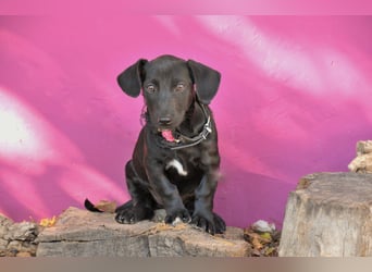 Darf Imani bei dir zu einer glücklichen Hündin heranwachsen?