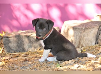 Darf Lele dein Herzenshund werden?