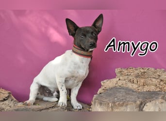 Darf Amygo ihr Schatz werden?