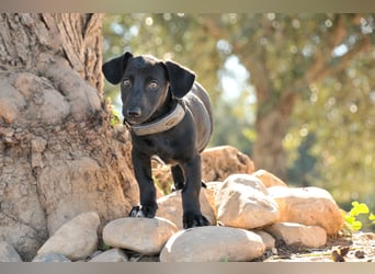 Darf Imani bei dir zu einer glücklichen Hündin heranwachsen?