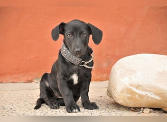 Darf Imani bei dir zu einer glücklichen Hündin heranwachsen?