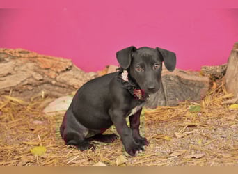 Darf Imani bei dir zu einer glücklichen Hündin heranwachsen?