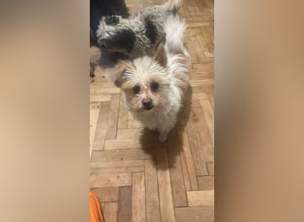 Suki, klein, frech, keck sucht Körbchen