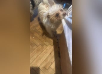 Suki, klein, frech, keck sucht Körbchen