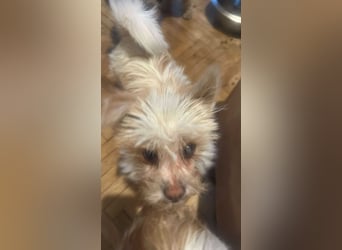 Suki, klein, frech, keck sucht Körbchen