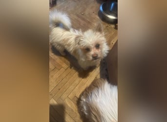 Suki, klein, frech, keck sucht Körbchen