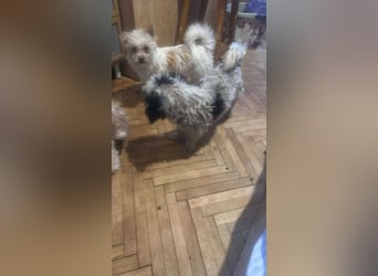 Suki, klein, frech, keck sucht Körbchen