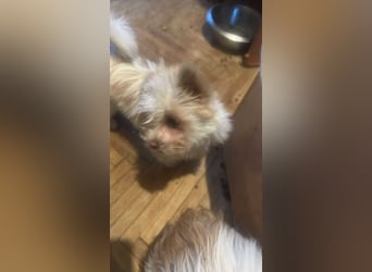 Suki, klein, frech, keck sucht Körbchen