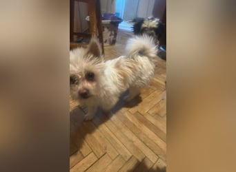 Suki, klein, frech, keck sucht Körbchen