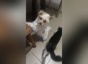 Suki, klein, frech, keck sucht Körbchen