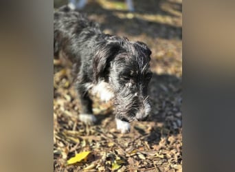 Bogyo, 7 Monate, 24cm sucht ihr Zuhause