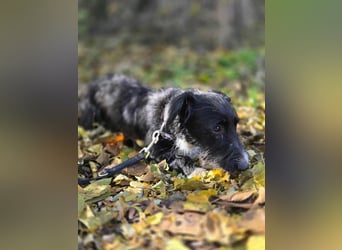 Bogyo, 7 Monate, 24cm sucht ihr Zuhause