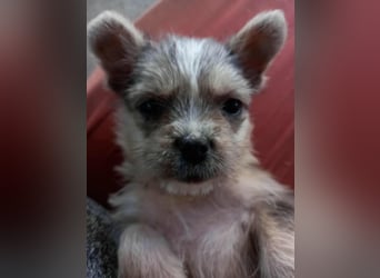 Mokka, geboren 18.08.2025 sucht ihre Menschen