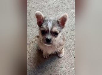 Mokka, geboren 18.08.2025 sucht ihre Menschen