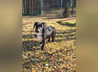 Bogyo, 7 Monate, 24cm sucht ihr Zuhause