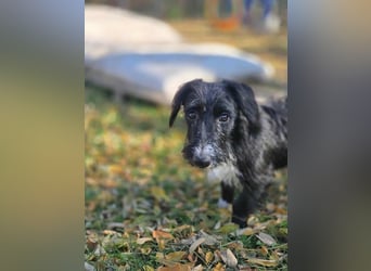 Bogyo, 7 Monate, 24cm sucht ihr Zuhause