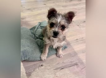 Mokka, geboren 18.08.2025 sucht ihre Menschen