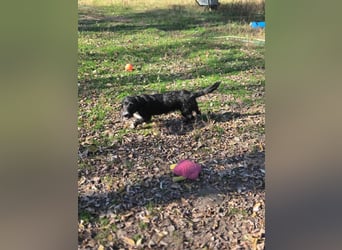 Bogyo, 7 Monate, 24cm sucht ihr Zuhause