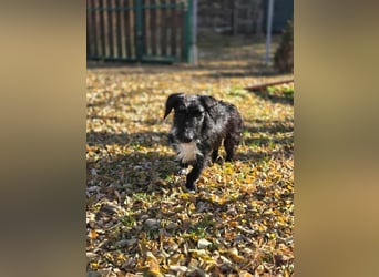 Bogyo, 7 Monate, 24cm sucht ihr Zuhause