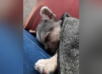 Mokka, geboren 18.08.2025 sucht ihre Menschen