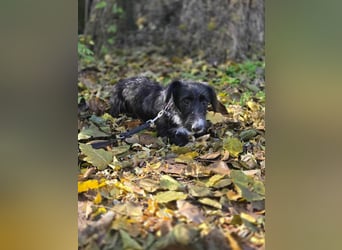 Bogyo, 7 Monate, 24cm sucht ihr Zuhause