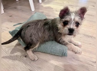 Mokka, geboren 18.08.2025 sucht ihre Menschen