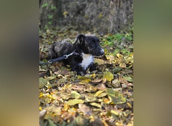 Bogyo, 7 Monate, 24cm sucht ihr Zuhause