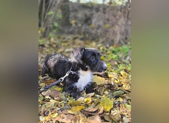 Bogyo, 7 Monate, 24cm sucht ihr Zuhause