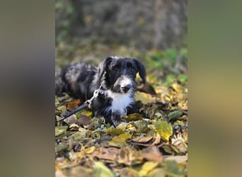 Bogyo, 7 Monate, 24cm sucht ihr Zuhause