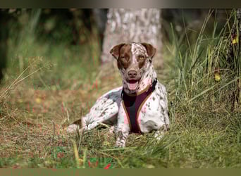 Vorsichtige Kira sucht ihre Menschen