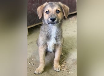 Trüffel, geb. ca. 08/2025, lebt in GRIECHENLAND, auf einer privaten Pflegestelle