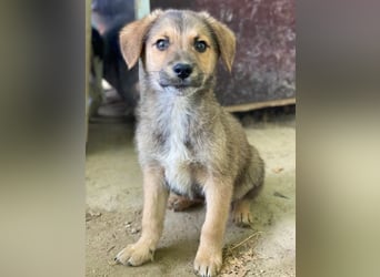 Trüffel, geb. ca. 08/2025, lebt in GRIECHENLAND, auf einer privaten Pflegestelle