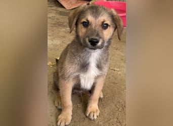 Trüffel, geb. ca. 08/2025, lebt in GRIECHENLAND, auf einer privaten Pflegestelle