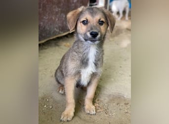 Trüffel, geb. ca. 08/2025, lebt in GRIECHENLAND, auf einer privaten Pflegestelle