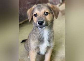 Trüffel, geb. ca. 08/2025, lebt in GRIECHENLAND, auf einer privaten Pflegestelle