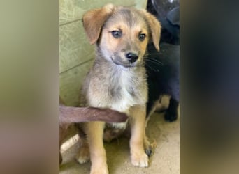 Trüffel, geb. ca. 08/2025, lebt in GRIECHENLAND, auf einer privaten Pflegestelle