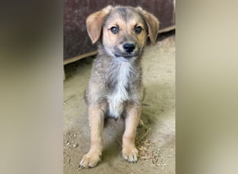 Trüffel, geb. ca. 08/2025, lebt in GRIECHENLAND, auf einer privaten Pflegestelle