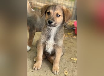 Trüffel, geb. ca. 08/2025, lebt in GRIECHENLAND, auf einer privaten Pflegestelle