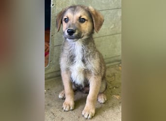 Trüffel, geb. ca. 08/2025, lebt in GRIECHENLAND, auf einer privaten Pflegestelle