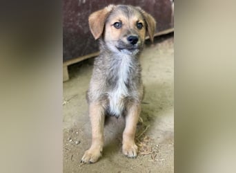 Trüffel, geb. ca. 08/2025, lebt in GRIECHENLAND, auf einer privaten Pflegestelle