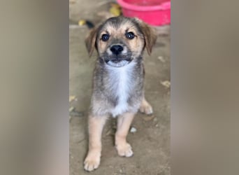 Trüffel, geb. ca. 08/2025, lebt in GRIECHENLAND, auf einer privaten Pflegestelle