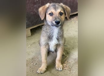 Trüffel, geb. ca. 08/2025, lebt in GRIECHENLAND, auf einer privaten Pflegestelle