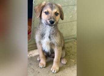 Trüffel, geb. ca. 08/2025, lebt in GRIECHENLAND, auf einer privaten Pflegestelle