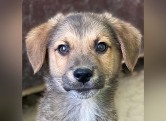 Trüffel, geb. ca. 08/2025, lebt in GRIECHENLAND, auf einer privaten Pflegestelle