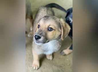 Trüffel, geb. ca. 08/2025, lebt in GRIECHENLAND, auf einer privaten Pflegestelle