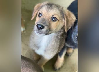 Trüffel, geb. ca. 08/2025, lebt in GRIECHENLAND, auf einer privaten Pflegestelle