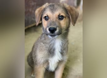 Trüffel, geb. ca. 08/2025, lebt in GRIECHENLAND, auf einer privaten Pflegestelle